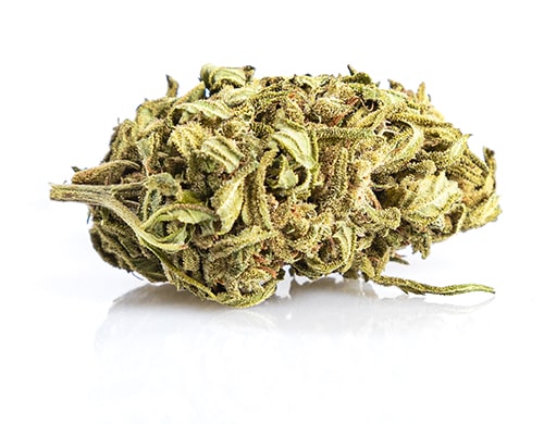 Mango haze erba cbd