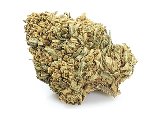 Mango haze erba cbd