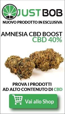 amnesia cbd boost cannabis light