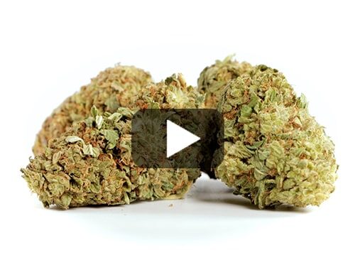 anteprima video cime di white widow