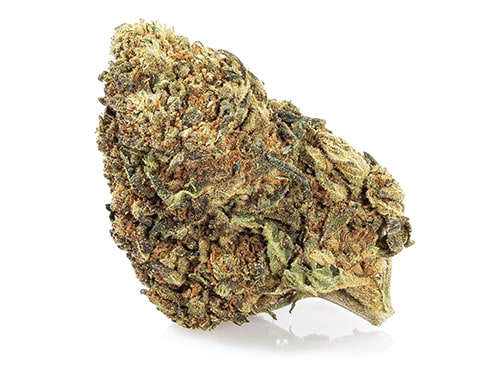 cima master kush erba legale alto contenuto di cbd