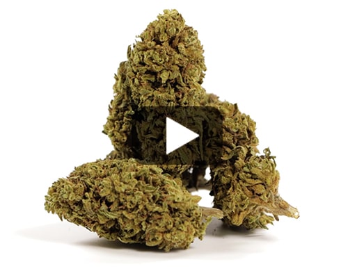 erba-legale-gorilla-glue