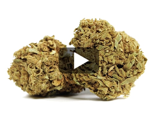 erba-legale-master-kush