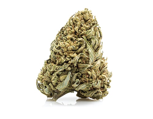 fiore di cannabis light white widow