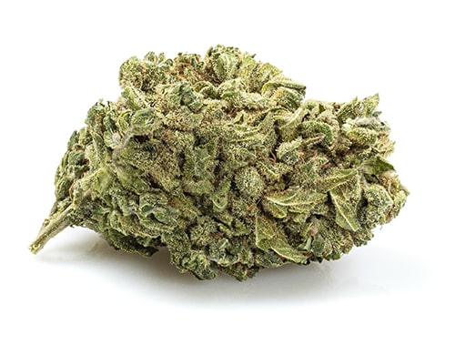 infiorescenza cannabis light gorilla glue