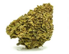 GORILLA GLUE small cannabis light