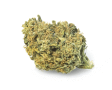 gorilla-glue-cannabis-light-marijuana-legale-cbd gorilla-glue-cannabis-light-marijuana-legale-cbd