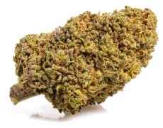 mango cbd boost cannabis light