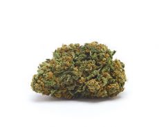 orange-bud orange-bud-weed