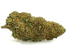 orange-cbd-boost-cannabis-light