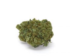 white-widow white-widow