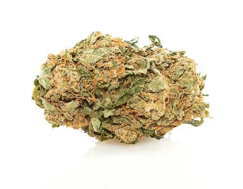Fiore di Bubblegum JustBob