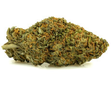 infiorescenza di erba legale sweet berry