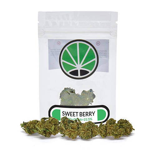 sweetberry-weed sweetberry-weed