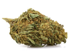 lemon cheese cannabis light