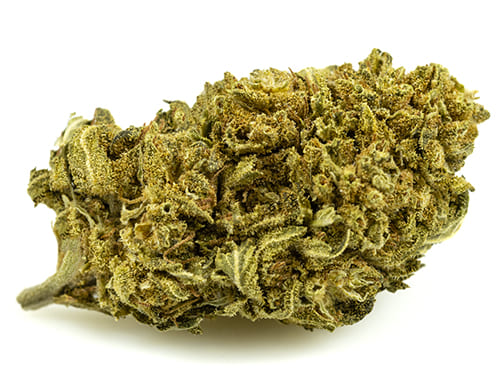 LEMON CHEESE small cannabis light