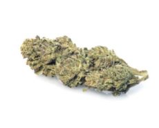 lemon-cheese-weed-marijuana-legale-cannabis-italia lemon-cheese-weed-marijuana-legale-cannabis-italia