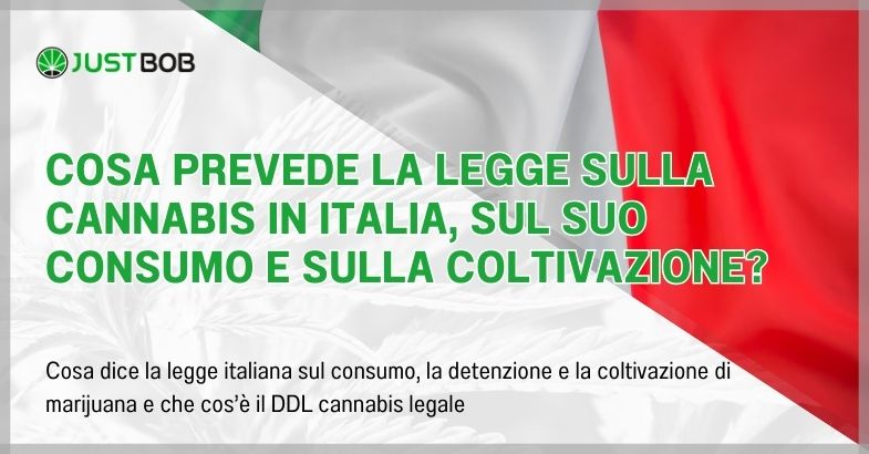 Cosa prevede la legge sulla cannabis in Italia