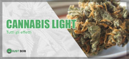 tutti gli effetti della cannabis light