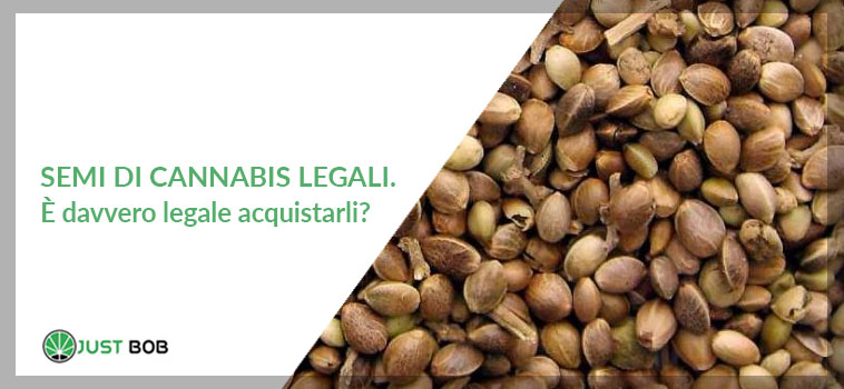 Semi di cannabis legali : legale acquistare? - JustBob