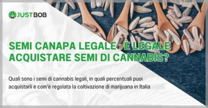 Semi canapa legale : è legale acquistare semi di cannabis?