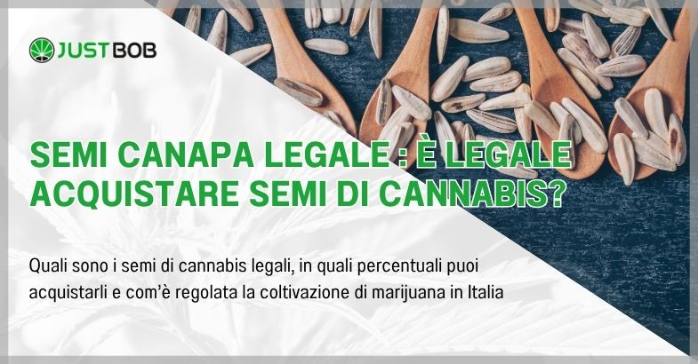 Semi canapa legale : è legale acquistare semi di cannabis?