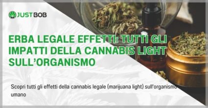 Erba legale effetti: tutti gli impatti della cannabis light sull’organismo