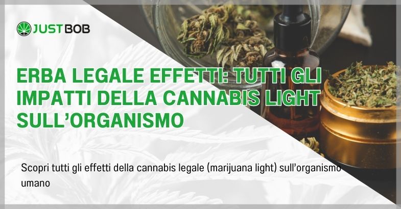 Erba legale effetti: tutti gli impatti della cannabis light sull’organismo