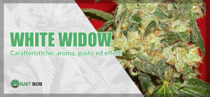 white widow marijuana