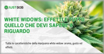 White widows: effetti e tutto quello che devi sapere a riguardo