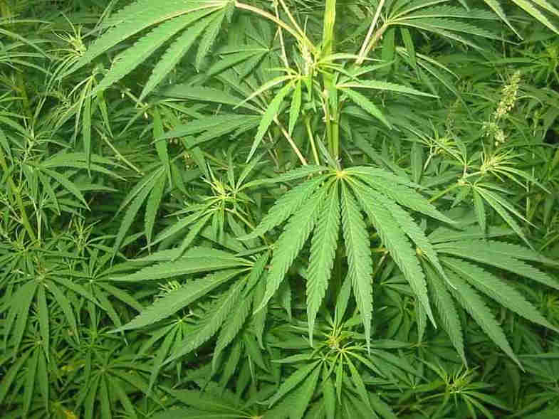 è legale comprare semi di cannabis?