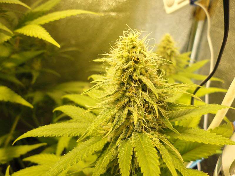 White Widow marijuana light pianta
