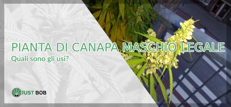 canapa maschio legale