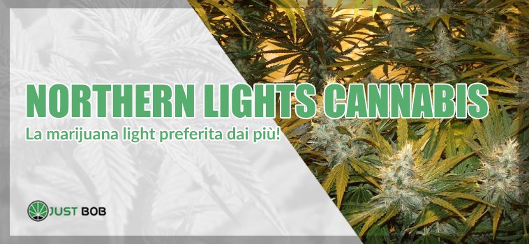 northern lights cannabis