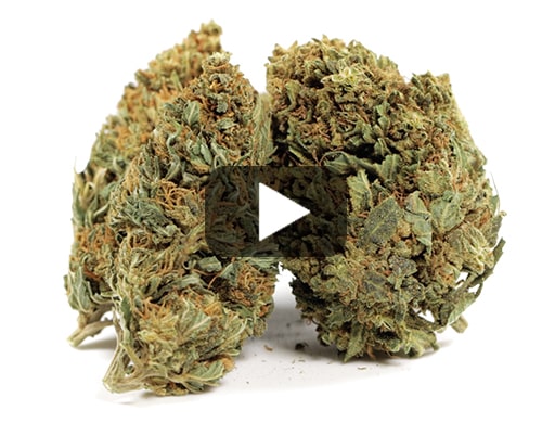 erba-legale-melon-kush