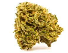 melon kush cannabis light