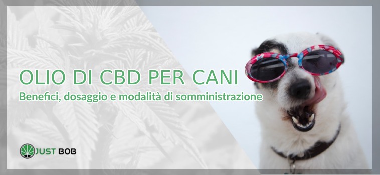 Perché utilizzare l'olio cbd per cani - JustBob