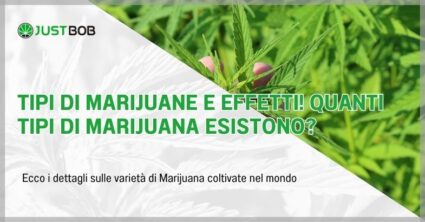Tipi di marijuane e effetti! Quanti tipi di marijuana esistono?