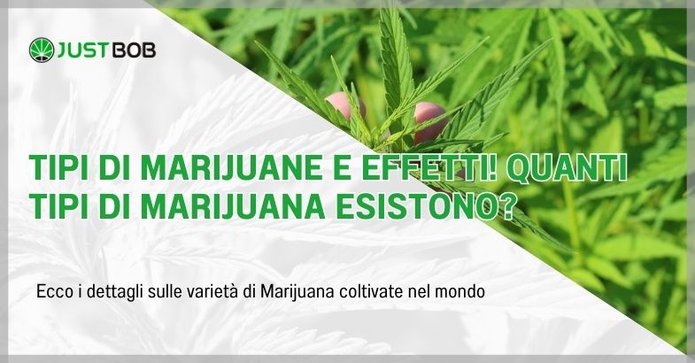 Tipi di marijuane e effetti! Quanti tipi di marijuana esistono?