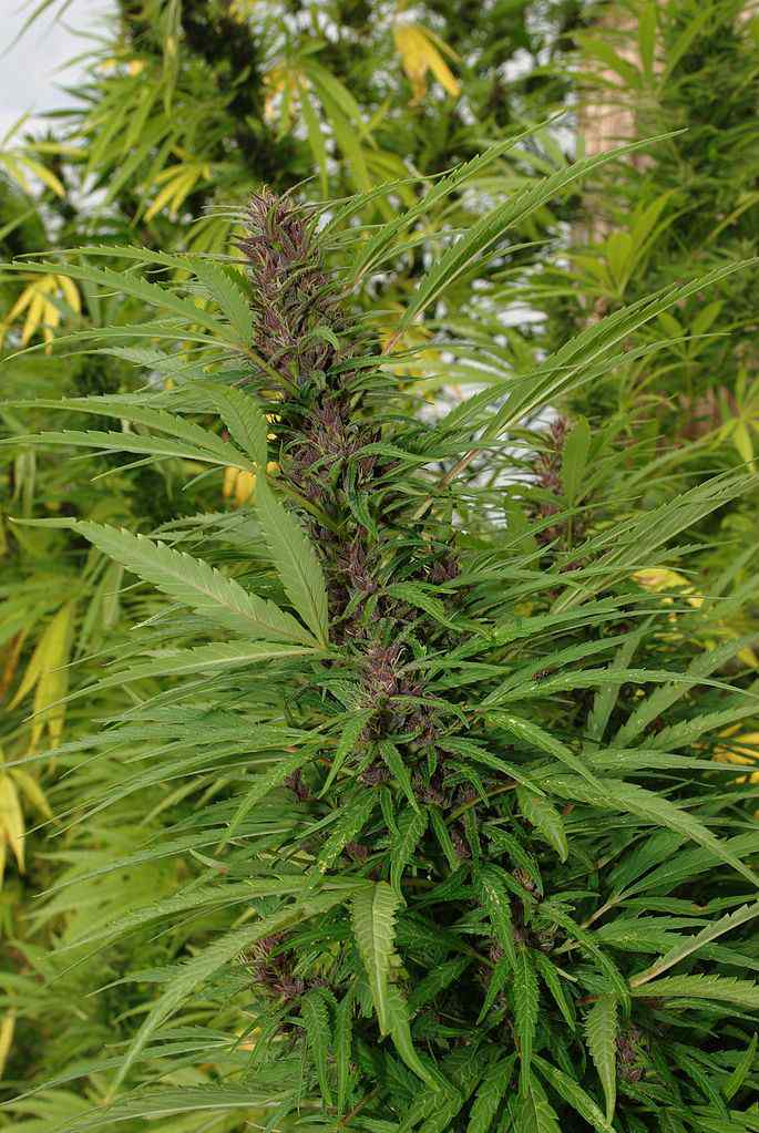 pianta di cannabis femmina
