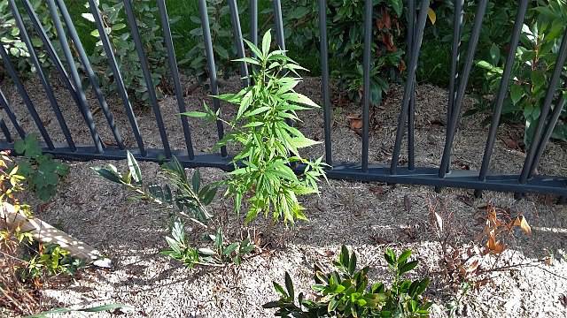 cannabis ruderalis