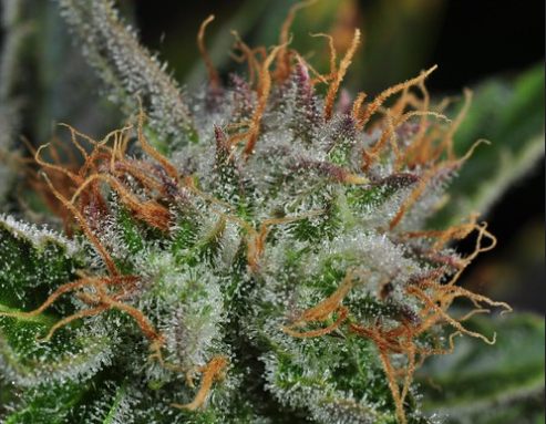 Cannabis legale Amnesia Haze CBD legale - L'erba proibita