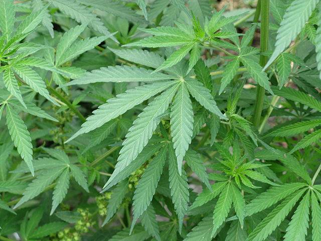 tipi di cannabis indica