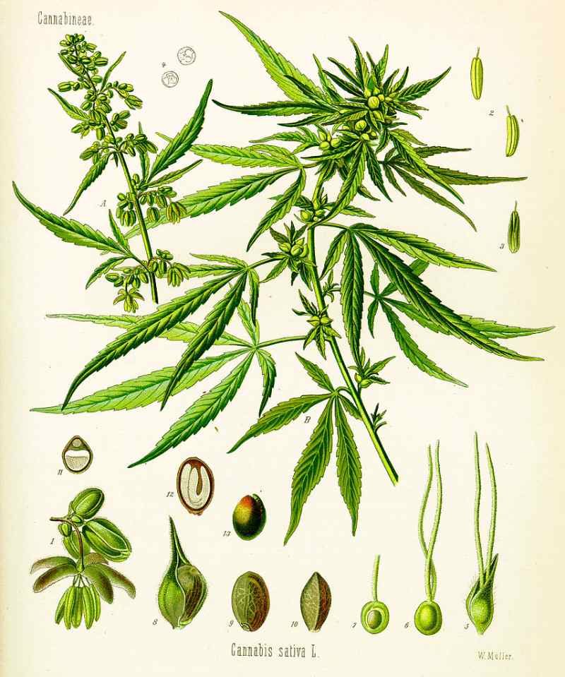 cannabis sativa