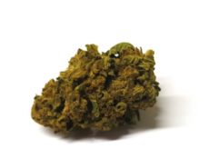 do-si-dos-marijuana-legale-cannabis-light-cbd-justbob do-si-dos-marijuana-legale-cannabis-light-cbd-justbob