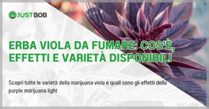 Erba viola da fumare: cos’è