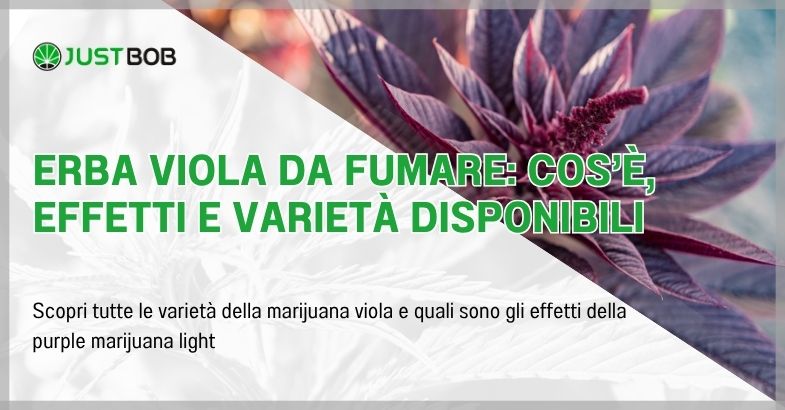 Erba viola da fumare: cos’è