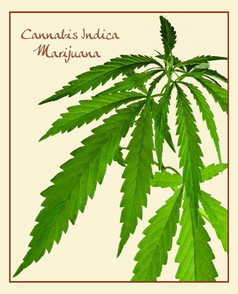 indica marijuana 