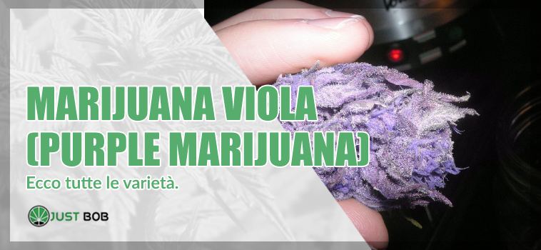 Come si fa il viola - scopri come ottenere il viola