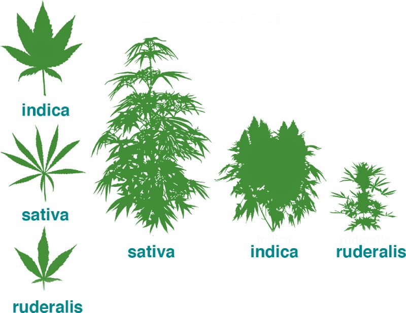 migliori varietà di cannabis